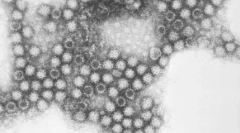 Kalciviromes pri mačkah: lažje je opozoriti kot zdravljenje